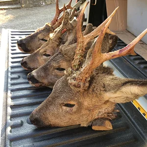 Somerset Roe bucks