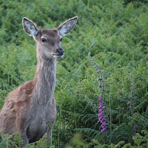 Red deer yearling