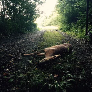 West Sussex Buck