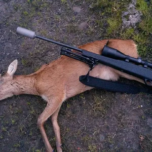 abnormal buck