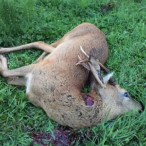 Roe buck 4 in a fortnight