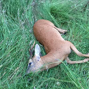 1 Murder Buck