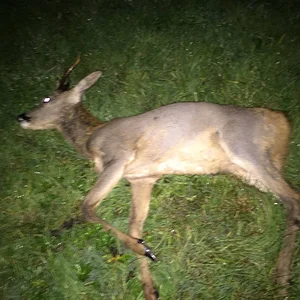 Last light tastic roe buck
