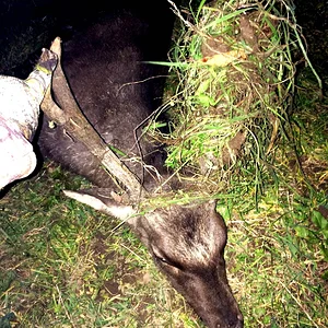 Dressed up Stag