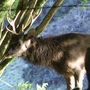 First of some stags that was only filmed and not shot