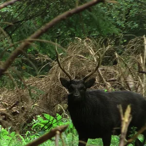 First of some stags that was only filmed and not shot