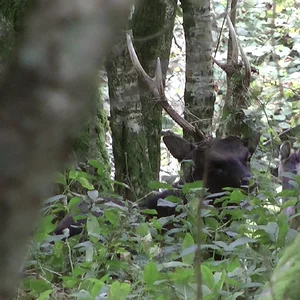 Another stag that was called and only filmed.