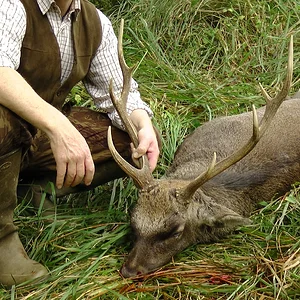 Dorset 8 Pointer