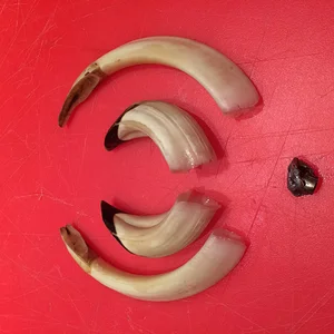 Boar Tusks