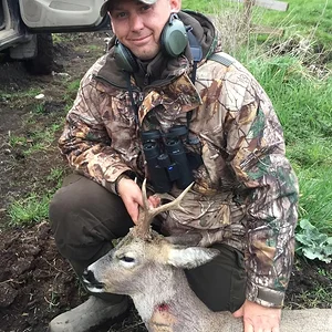 Roebuck