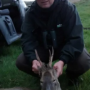 Roe buck