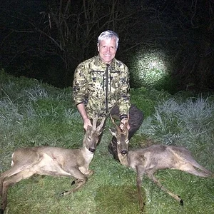Roe bucks