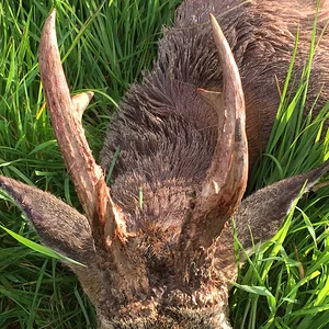 Roe buck