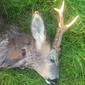 roebuck