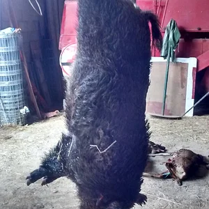 Record Dordogne boar