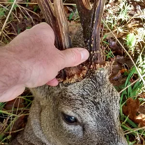 Best buck shot so far this year