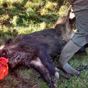 180 lb Dordogne boar