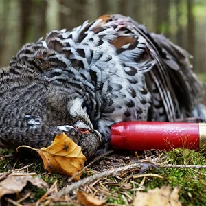 Grouse