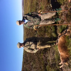 Early season Stags