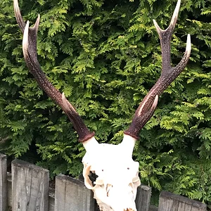 Sika