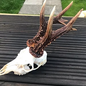 Roe