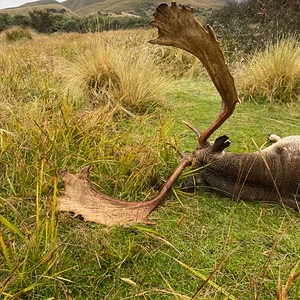 Media 'Fallow' in album 'A nice Fallow'