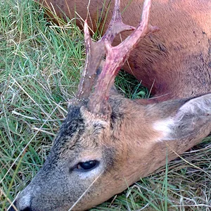 ROE BUCK JUNE 2010