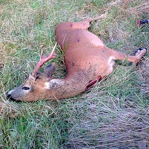 BUCK JUN 2010