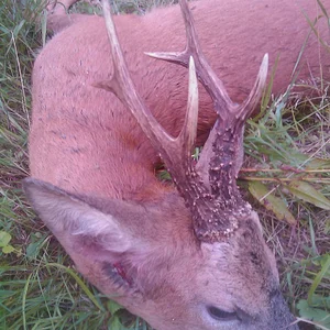 Nice 6 Pointer