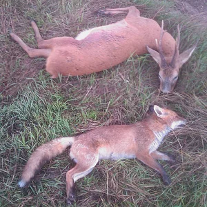 Roe Buck and Fox