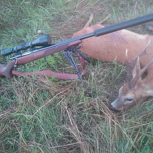 Roe Buck