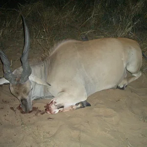 Gold medal elan Bull