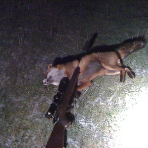 First fox with the new Tikka.