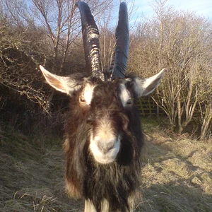 NEWLY FINSHED BILLY GOAT,