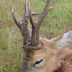 jeffs_roe_buck_july_2010_002
