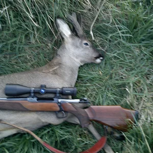 1st Roe Buck of 2011