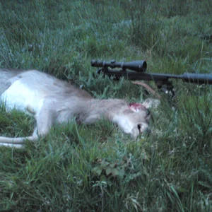 Last pricket of the season