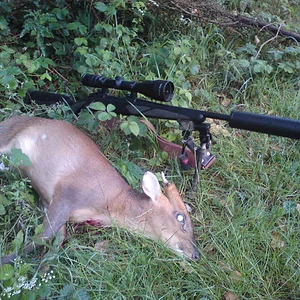 One less Muntjac
