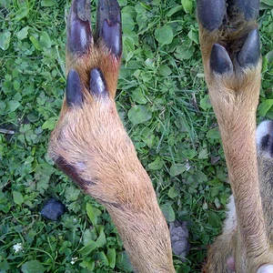 Healed Leg Injury