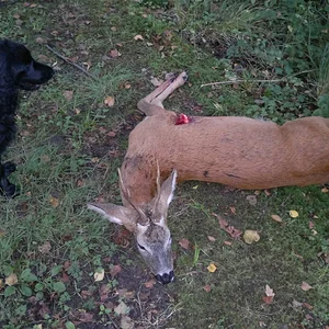 Cocker spaniel, roe buck