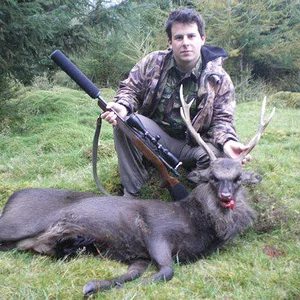 Big old Sika Stag, Scotland
