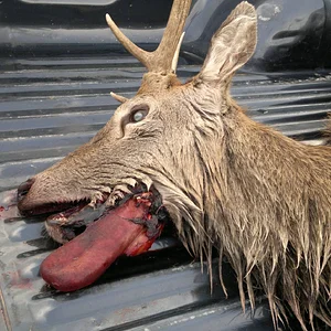 poachers