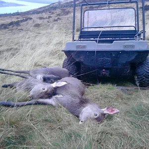 RED DEER