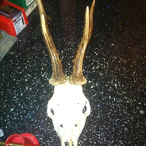 Roe Buck