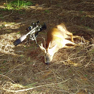 Cull Roebuck