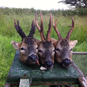 medal_bucks