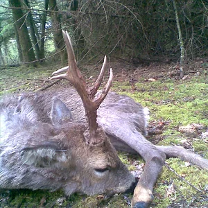 Deven Buck