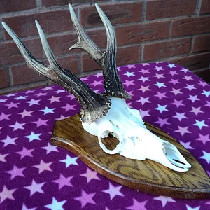 2012 RoeBuck