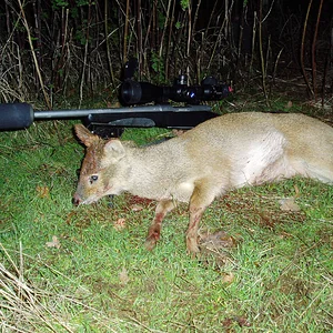 Chinese Water Deer