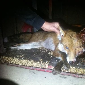 Recent fox